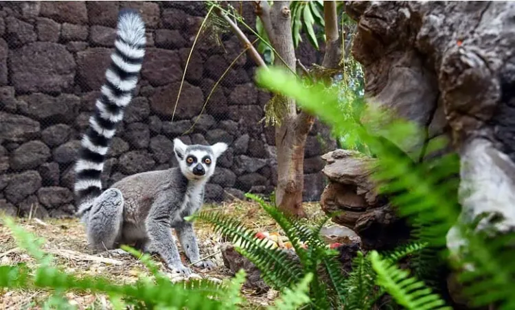 FACT CHECK: No Proof That Bangladesh’s Stolen Lemurs Were Found at Vantara