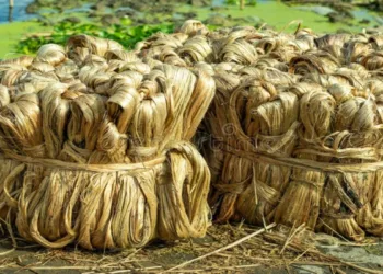 India’s “Golden Fibre” jute industry supports millions of livelihoods while advancing sustainable growth through innovation and policy support