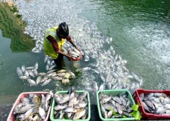 PMMSY Completes 6 Years: How India’s Fisheries Sector is Transforming
