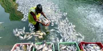 PMMSY Completes 6 Years: How India’s Fisheries Sector is Transforming