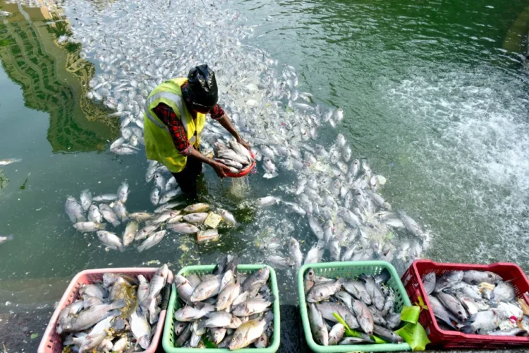 PMMSY Completes 6 Years: How India’s Fisheries Sector is Transforming