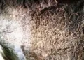 Ancient Vijayanagara inscription discovered at Penukonda in Andhra Pradesh
