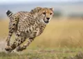 India’s cheetah population has risen to 56 in 2026, including 36 born in the country since the launch of Project Cheetah