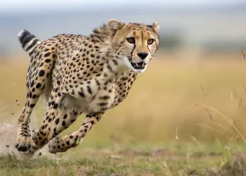 India’s cheetah population has risen to 56 in 2026, including 36 born in the country since the launch of Project Cheetah
