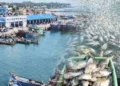 PMMSY completes six years with record fish production, rising exports and improved livelihoods for fishing communities