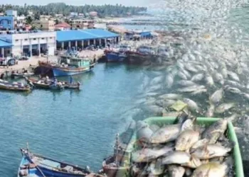 PMMSY completes six years with record fish production, rising exports and improved livelihoods for fishing communities