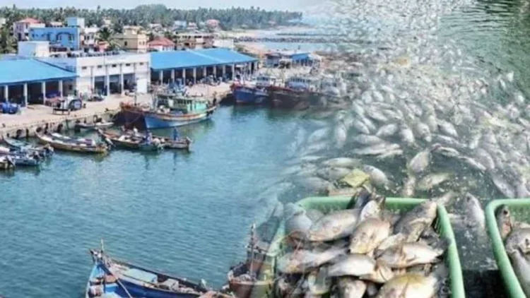 PMMSY completes six years with record fish production, rising exports and improved livelihoods for fishing communities