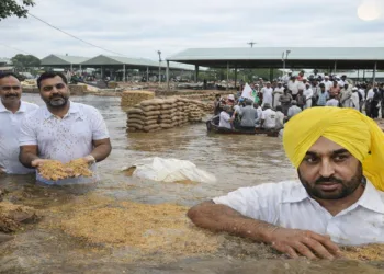 Punjab Paddy Procurement Row: Opposition slams AAP Govt after rain floods Fazilka Mandi