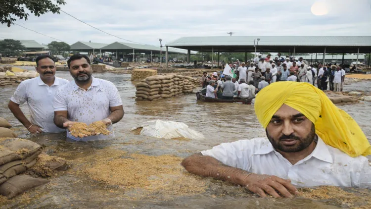 Punjab Paddy Procurement Row: Opposition slams AAP Govt after rain floods Fazilka Mandi