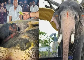 Pallattu Brahmadathan, Keralam’s beloved 54-year-old festival tusker, died after a lightning strike in Kottayam, leaving thousands of elephant lovers mourning