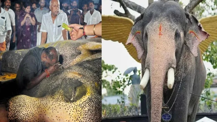 Pallattu Brahmadathan, Keralam’s beloved 54-year-old festival tusker, died after a lightning strike in Kottayam, leaving thousands of elephant lovers mourning