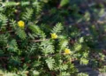 Gokshura is a traditional Ayurvedic herb known for its diverse health benefits and growing interest in modern scientific research