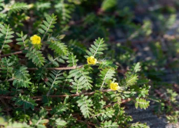 Gokshura is a traditional Ayurvedic herb known for its diverse health benefits and growing interest in modern scientific research