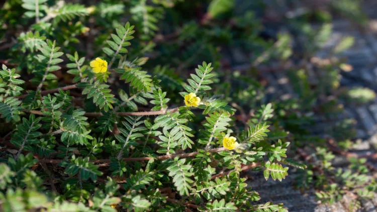 Gokshura is a traditional Ayurvedic herb known for its diverse health benefits and growing interest in modern scientific research